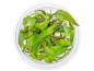 Preview: Purpurwasserkelch - Cryptocoryne x purpurea in vitro